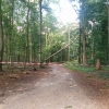 20200822_01096_UmgestuerzterBaum